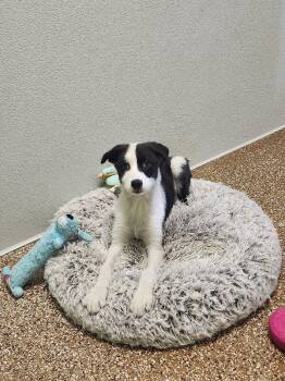 Daisy -  Husky and Border Collie Dog for Adoption in Jackson, Tennessee - Daisy | PetCurious