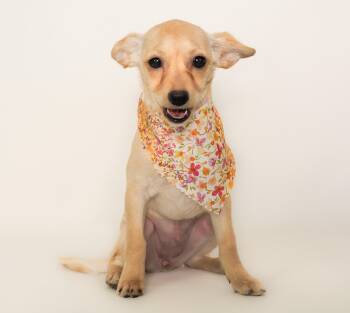 Chihuahua and Poodle Dogs Available for Adoption - April | PetCurious