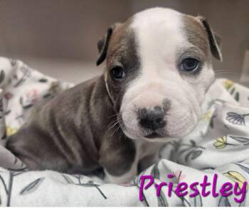 Priestley -  Pit Bull Terrier Dog for Adoption in Merrillville, Indiana - Priestley | PetCurious