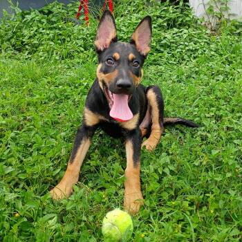 Destin -  German Shepherd Dog and Mixed Breed Dog for Adoption in Corpus Christi, Texas - Destin | PetCurious
