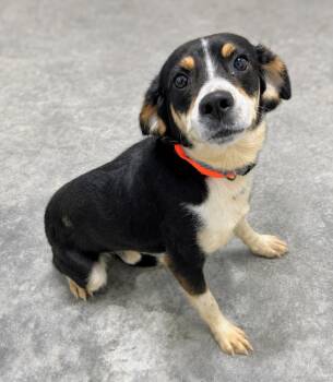 Tyler -  Beagle Dog for Adoption in Scottsburg, Indiana - Tyler | PetCurious
