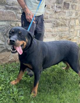 Mabel -  Rottweiler Dog for Adoption in Chester Springs, Pennsylvania - Mabel | PetCurious