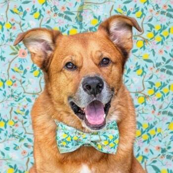Bear -- Handsome, Calm, Loves Walks, Snuggles, & Good w/dogs -  Shepherd and Retriever Dog for Adoption in Houston, Texas - Bear -- Handsome, Calm, Loves Walks, Snuggles, & Good W/dogs | PetCurious