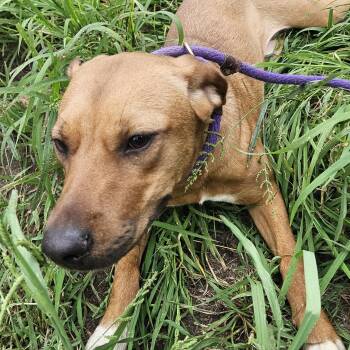 Petunia-CO -  German Shepherd Dog Dog for Adoption in Magnolia, Texas - Petunia-CO | PetCurious