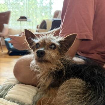 Rescue Yorkshire Terrier Dogs for Adoption in Roy, Utah - Zoey | PetCurious