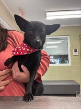 Chihuahua and Mixed Breed Dogs Available for Adoption in Georgetown, Ohio - Little Paw | PetCurious