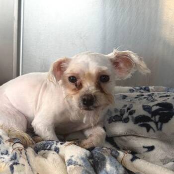 Osa *Coming Soon* -  Mixed Breed Dog for Adoption in Dover, New Hampshire - Osa *Coming Soon* | PetCurious