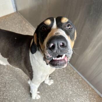 Malcom -  Hound and Mixed Breed Dog Available for Adoption in Kanab, Utah - Malcom | PetCurious