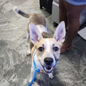 Bee Bee -  Cattle Dog and Mixed Breed Dog for Adoption in Clearwater, Florida - Bee Bee | PetCurious
