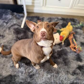 Shepherd and Corgi Dogs Available for Adoption - Peanut | PetCurious