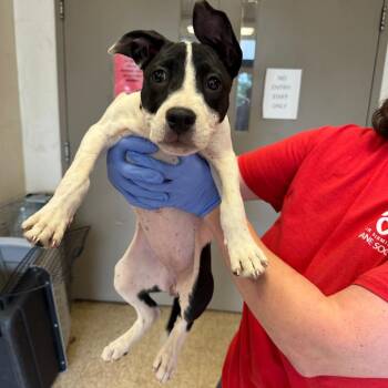 Naomi -  Pit Bull Terrier Dog for Adoption in Birmingham, Alabama - Naomi | PetCurious