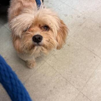 Scruffy -  Cockapoo Dog for Adoption in Philadelphia, Pennsylvania - Scruffy | PetCurious
