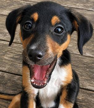 Jelly Bean -  Terrier and Mixed Breed Dog for Adoption in Lake Geneva, Wisconsin - Jelly Bean | PetCurious