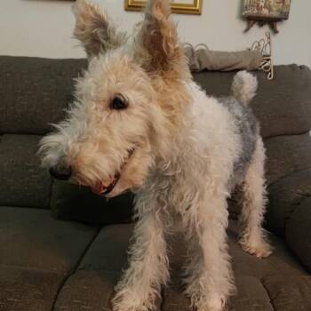 Zoey -  Terrier Dog for Adoption in Dallas, Texas - Zoey | PetCurious