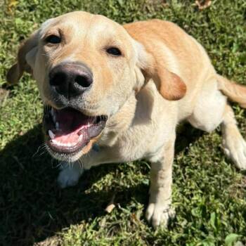 Lulu -  Golden Retriever and Bernese Mountain Dog Dog for Adoption in St. Thomas, Ontario - Lulu | PetCurious