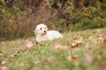Rescue Havanese Dogs for Adoption in Gradyville, Kentucky - Rhiannon | PetCurious