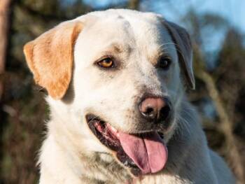 Labrador Retriever Dogs Available for Adoption - Duke | PetCurious