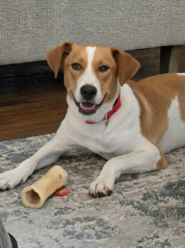 Michael -  Hound Dog for Adoption in Highland, New York - Michael | PetCurious