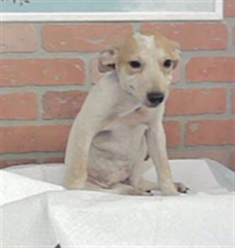 A2096201 -  German Shepherd Dog and Mixed Breed Dog for Adoption in Houston, Texas - A2096201 | PetCurious