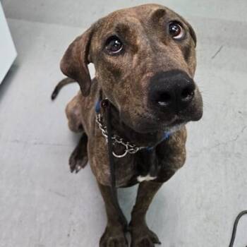 Rescue Pit Bull Terrier Dogs for Adoption in Turlock, California - Nami | PetCurious