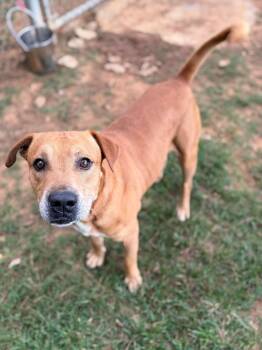 Finn -  Mixed Breed Dog for Adoption - Finn | PetCurious