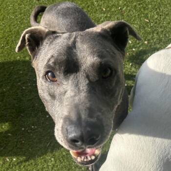 King 0960 -  Mixed Breed Dog Available for Adoption in Loxahatchee Groves, Florida - King 0960 | PetCurious