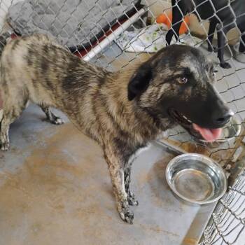 Marsha -  Mixed Breed Dog for Adoption in Duncan, Oklahoma - Marsha | PetCurious