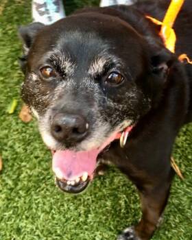 Vixey -  Labrador Retriever and Hound Dog for Adoption in Kennesaw, Georgia - Vixey | PetCurious