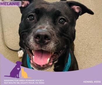 Rescue Black Labrador Retriever Dogs for Adoption in Eighty Four, Pennsylvania - Melanie | PetCurious