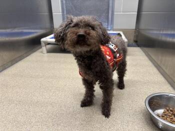 BEAR -  Poodle Dog for Adoption in Grand Prairie, Texas - BEAR | PetCurious