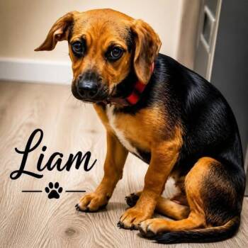 Liam -  Dachshund Dog for Adoption in Shreveport, Louisiana - Liam | PetCurious