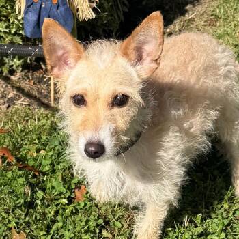 Tempura -  Terrier Dog for Adoption in Calverton, New York - Tempura | PetCurious