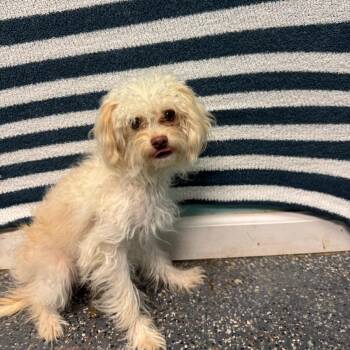 Terrier Dogs Available for Adoption in Fresno, California - Marge | PetCurious