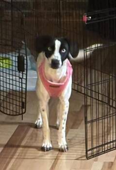 Dinah -  Terrier Dog Available for Adoption in Alameda, California - Dinah | PetCurious