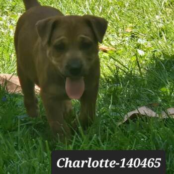 Pit Bull Terrier Dogs Available for Adoption in New Tazewell, Tennessee - Charlotte | PetCurious