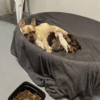 French Bulldog Dogs Available for Adoption - APRICOT | PetCurious