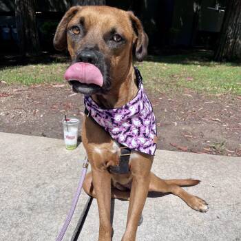 Rescue Dogue De Bordeaux Dogs for Adoption in Los Gatos, California - Missy | PetCurious