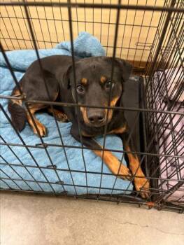 Rescue Rottweiler and Mixed Breed Dogs for Adoption in Texas City, Texas - FANG | PetCurious