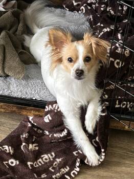 MITCH -  Papillon Dog for Adoption in Agoura Hills, California - MITCH | PetCurious