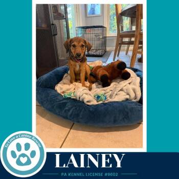 Lainey ( L Crew) 102426 -  Labrador Retriever and Poodle Dog for Adoption in Kimberton, Pennsylvania - Lainey ( L Crew) 102426 | PetCurious