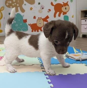 Maltese and Chihuahua Dogs Available for Adoption - Lemon Drop | PetCurious