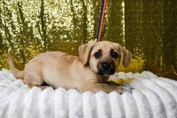 Romeo -  Labrador Retriever and Chihuahua Dog for Adoption in Yakima, Washington - Romeo | PetCurious