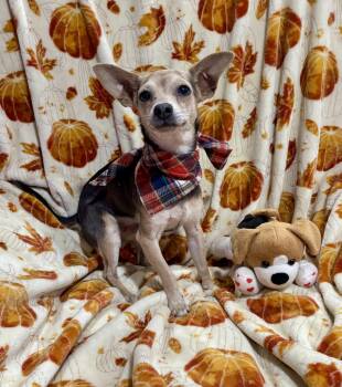 Groot -  Chihuahua and Mixed Breed Dog for Adoption in Corona, California - Groot | PetCurious