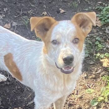 Levi -  Australian Cattle Dog Blue Heeler Dog for Adoption in Spencer, Indiana - Levi | PetCurious