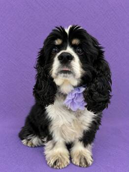 Ella -  Cocker Spaniel Dog for Adoption in Lodi, California - Ella | PetCurious