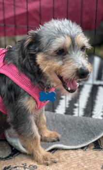 Winnie (formally Lunita) -  Schnauzer and Yorkshire Terrier Dog for Adoption in Escondido, California - Winnie (formally Lunita) | PetCurious