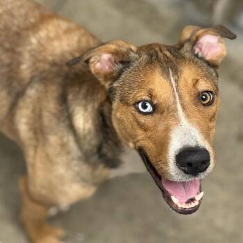 Nellie -  Husky and Redbone Coonhound Dog for Adoption in Muncie, Indiana - Nellie | PetCurious