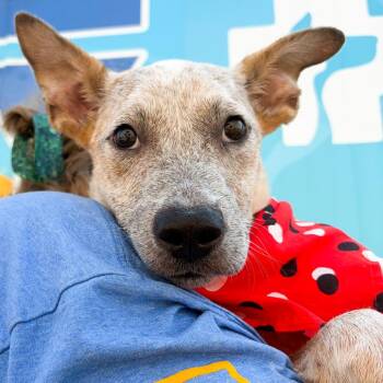Elvis -  Australian Cattle Dog Blue Heeler and Mixed Breed Dog for Adoption in Tulsa, Oklahoma - Elvis | PetCurious