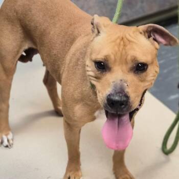 Pit Bull Terrier Dogs Available for Adoption - Tina | PetCurious