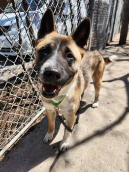 Mixed Breed Dogs Available for Adoption in Montreal, Quebec - Pénéloppe | PetCurious